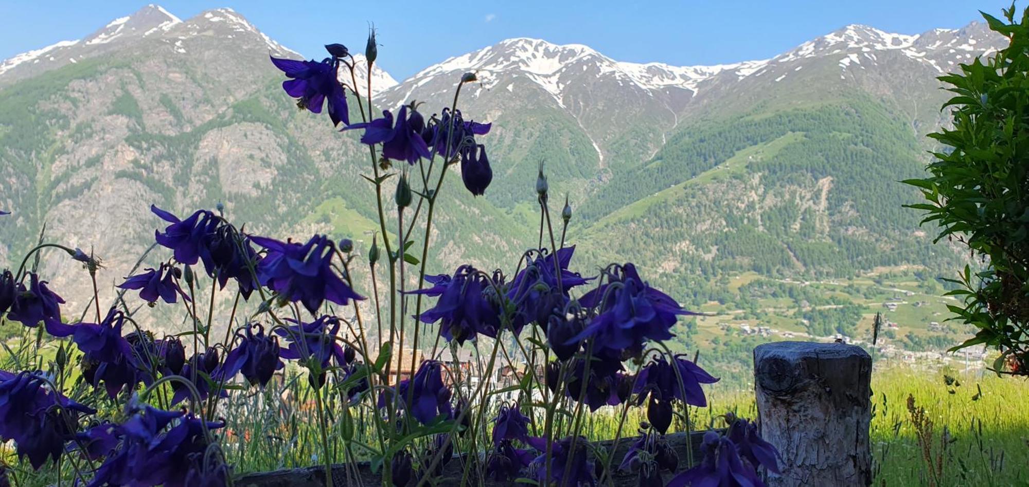 Chalet Schneevogul Grächen Zewnętrze zdjęcie